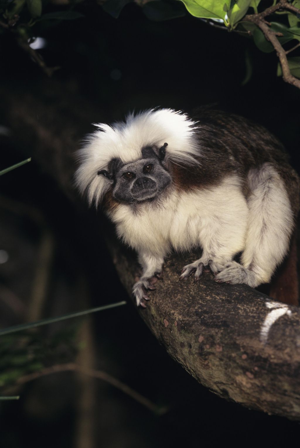 Cotton-top tamarin (Saguinus oedipus), Central or South America