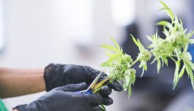 Cannabis plants grow under artificial lights